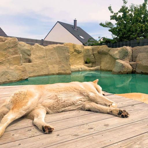 Kunstfelsen für Ihren privaten Bereich. Zum Beispiel für ein Schwimmbad.